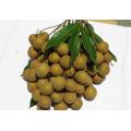 Chinese Fresh Longan Fruit