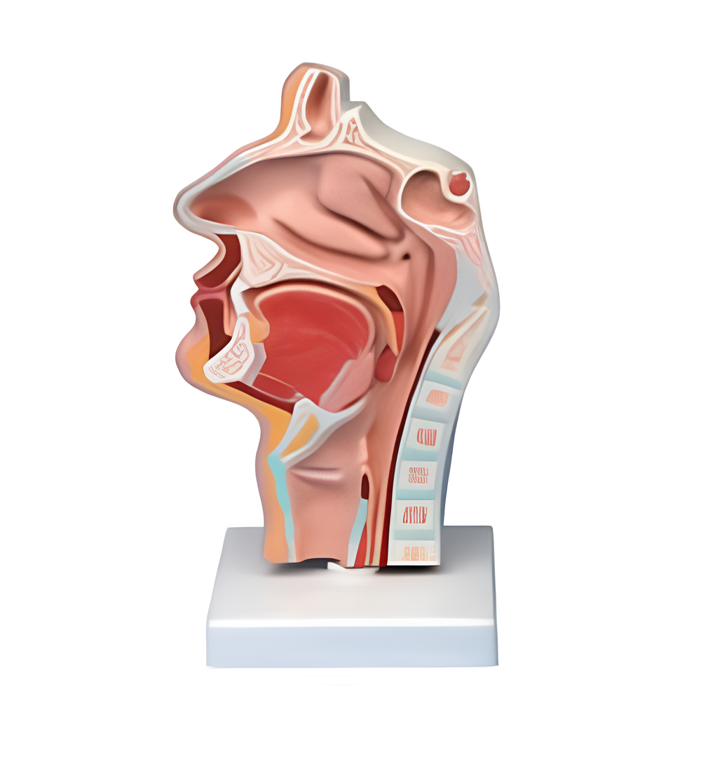 Nasal Cavity, Oral Cavity, Throat, Pharynx Nasal Cavity, Oral Cavity, Throat, Pharynx