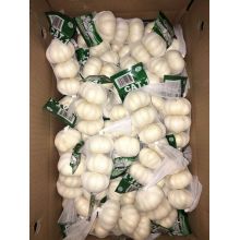 2016 Crop Pure White Garlic for Canada Market