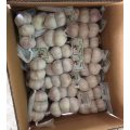 2020 New Crop Fresh Normal White Red Garlic