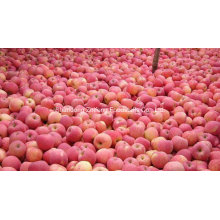 Chinese Fresh Red Apple in High Quality