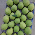 Hot Selling New Harvest of Shandong Pear