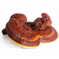 Organic reishi mushroom powder Bulk Reishi Extract