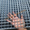 Global Industrial 1/4" Thick Wire Mesh Deck Panel