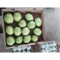 Shandong pear for Middle east