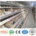 Cage de poulet automatique pour couches Broilers Pullets