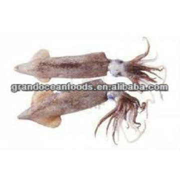 frozen squid(Loligo Japonica)