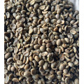 Green Coffee Bean Plant Extract in Chlorogenic Acid