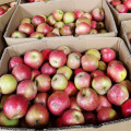 QinGuan Fresh Apples