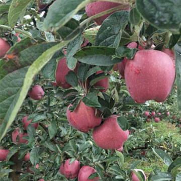 Huaniu Apple Fresh Red Delicious