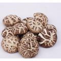 Hongos Shiitake Flor Vegetales Frescos