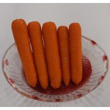 GAP-Zertifizierung frischen Karotten zu verkaufen