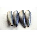 Fresh Sea Frozen Mackerel HGGT