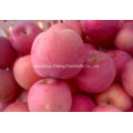 Good Quality Red FUJI Apple