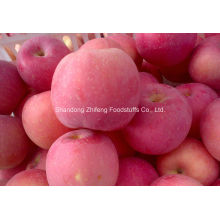 Red FUJI Apple for Exporting