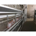 H Frame Layer Rearing Cages