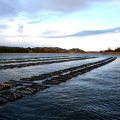 Diamond Mesh Oyster Cage