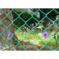 Chain Link Fence with Galvanized or PVC Coated