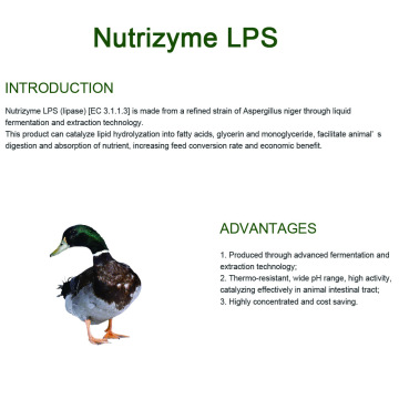 Additif Additive Solid Lipase pour se nourrir