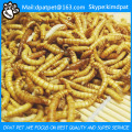 Tierfutter Getrocknete Mealworm Tenebrio Molito