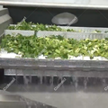 Máquina de branqueamento de vegetais congelados para processamento de salada