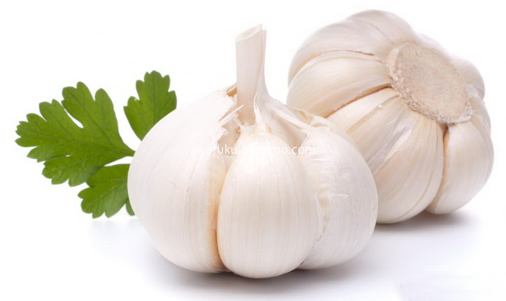 Garlic