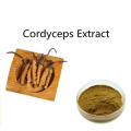 Compre ingredientes activos en línea Cordyceps Extract Powder