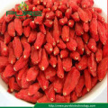 Sunshine Dried Goji Berry benefits for Promoting Blood