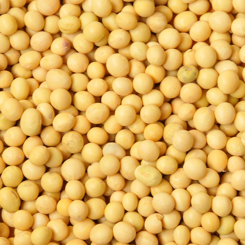 soybean