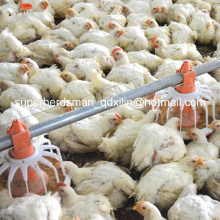Equipo completo de aves de corral de alta calidad para la granja avícola