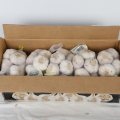 2020 New Crop Fresh Normal White Red Garlic