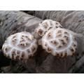 Price For White Flower Shiitake Mushroom