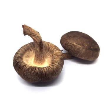 Hot Sale Dried Flower Shiitake Mushroom  2021