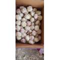 ail blanc pur en carton de 5,6 kg