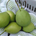 New Harvest of Fresh Shandong Pear