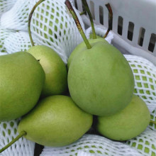 Grüne Farbe frische Shandong Birne
