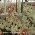 Automatic Poultry Equipment for Parent Broiler Management