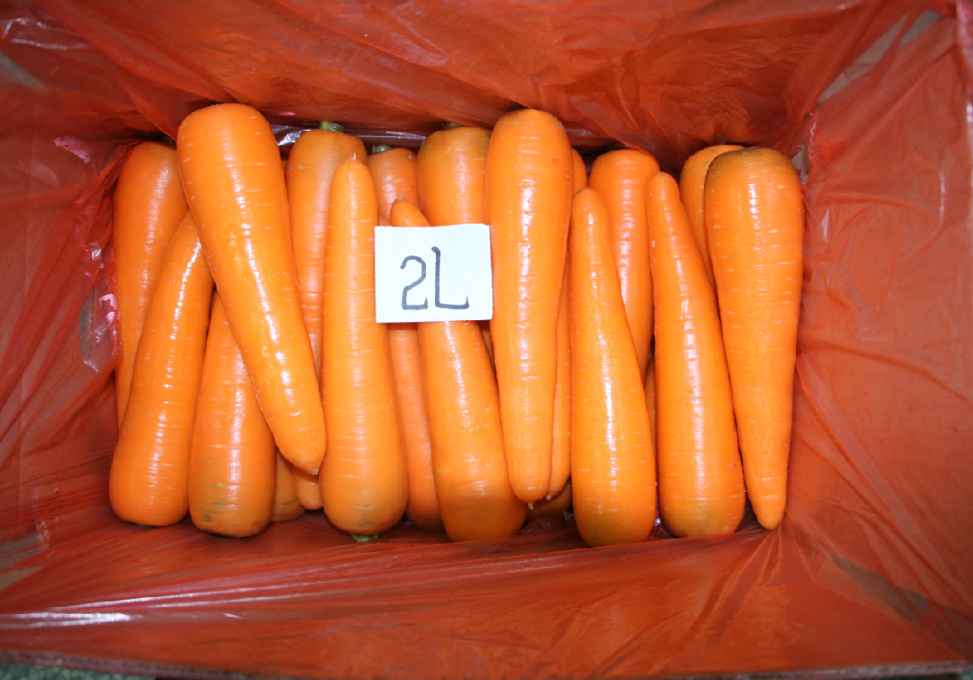best carrot 2L