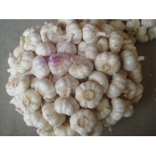 New Crop 5.0cm Normal White Garlic
