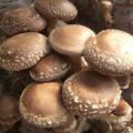 Relación 10: 1 de lentinus Edodes Extract Powder