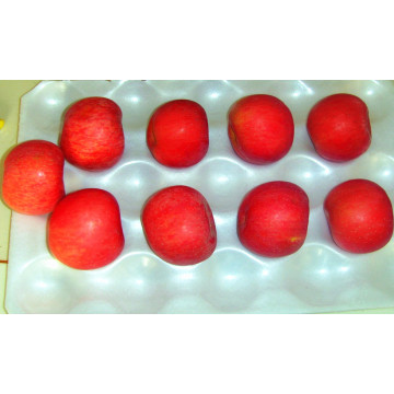 Exportar Fresh FUJI / Red Star Apple