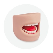 Modelo de dentes na cavidade oral