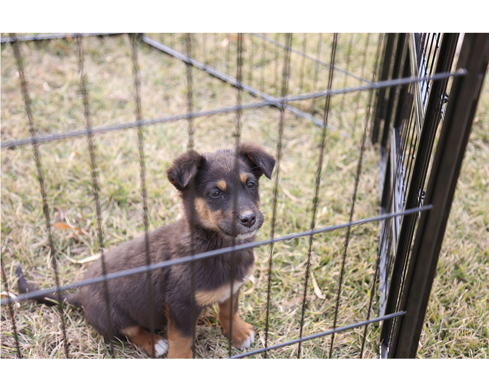 Folding Dog Playpen