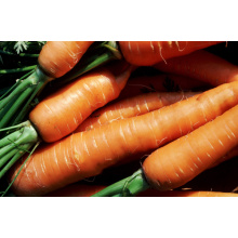 (BETA-CAROTENE) Food Additives Antioxidant Beta-Carotene