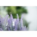 Planta em vasos de lavanda com bandeja de madeira