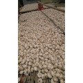 Fresh Garlic White High Quality Fine