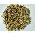 Café Robusta / grains de café vert arabica