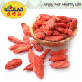 Mispel Großhandel chinesische Wolfberry Goji Beere