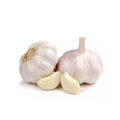 Anti-inflammatory action of garlic extract