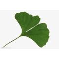 Sample Free Factory Supply Directly Competitive Prices 100% Natural Ginkgo Biloba Leaf Extract Ordre minimum: 1kg